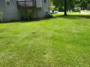 Laura T.'s Grass Cutting service result