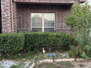Bush Trimming by Blayke Elder for Nakita W. in Fort Worth, TX