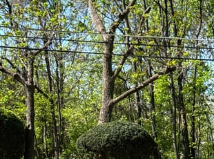 Bush Trimming by Marlon Fuentes for Ronda L. in Nottingham, MD