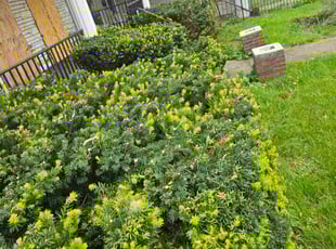 Bush Trimming by Daniel Peruso for Barbara J. in Scranton, PA