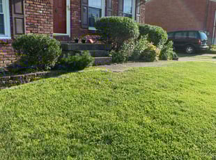 Bush Trimming by David Mills for Daniel R. in Louisville, KY