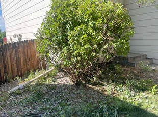 Bush Trimming by Eugenio Pérez for Marcus Q. in Denver, CO