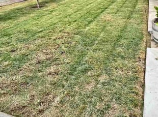 Sharon W.'s Lawn Service service result