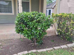 Bush Trimming by Alba Chacon Galdamez for Adryana D. in Georgetown, TX