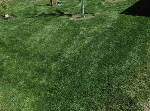 Bryan F.'s Lawn Care service result