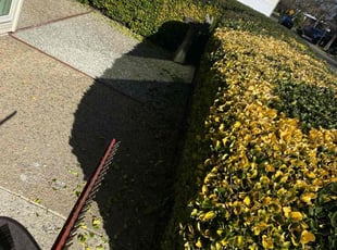 Bush Trimming by Diego Mojica for Ruth L. in Sacramento, CA