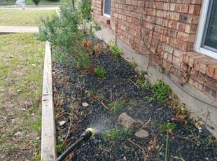 Weeding by Valente Alvarado for Tosh S. in The Colony, TX
