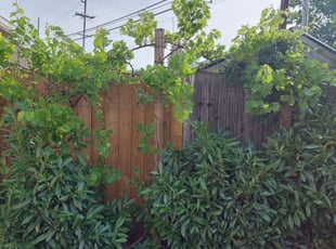 Bush Trimming by Alejandro Gamboa for Ruthsabel O. in Brooklawn, NJ