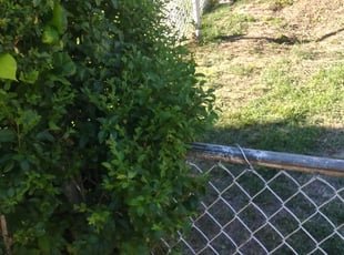 Bush Trimming by Ronnell Leak for Junius S. in Washington, DC