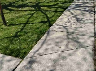 Alejandro M.'s Yard Cutting service result