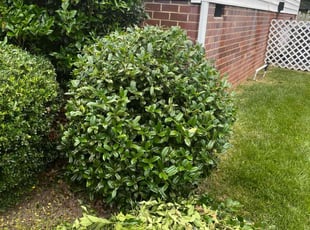Bush Trimming by Kunique Billups for Maria H. in Midlothian, VA
