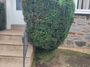 Bush Trimming by Stanley Rykowski for Cynthia G. in Philadelphia, PA