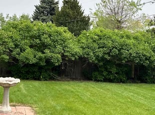 Bush Trimming by Joshua Hines for Vickie H. in Aurora, CO
