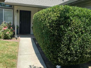 Bush Trimming by Michael Ruiloba for Nicole d. in Stockton, CA