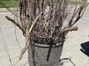 Leaf Removal by Grant Deboer for Dorothy J. in Wichita, KS