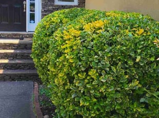 Bush Trimming by Denise Santana for Marissa M. in Cartersville, GA