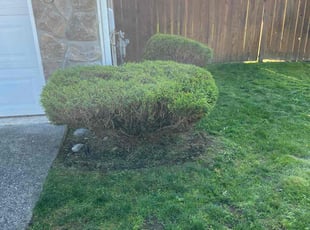 Bush Trimming by Joseph Fullner for Paul B. in Tacoma, WA