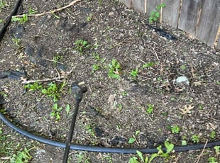 Weeding by Tyler Bryant for Tammi S. in Wichita, KS