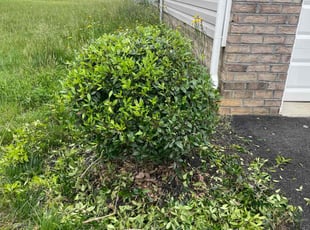 Bush Trimming by Duff Resources for Domonique D. in Henrico, VA
