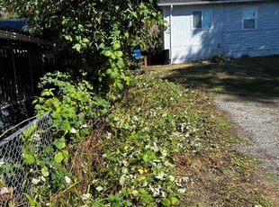 Bush Trimming by Randy Cortes for SANDY C. in Seattle, WA