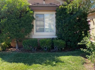 Bush Trimming by Sergio Diaz for Donna B. in Las Vegas, NV