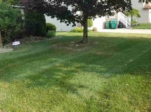 Steven R.'s Yard Cutting service result