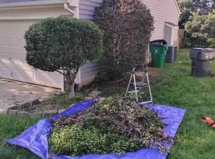 Bush Trimming by Andre Thompson for Aish R. in Charlotte, NC