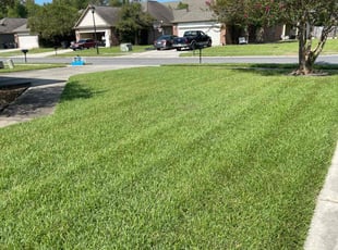 Ania S.'s Lawn Mowing service result