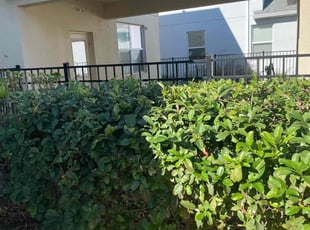Bush Trimming by Joseph Grasso for Jamie S. in Orlando, FL