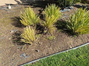 Bush Trimming by David Morgan for Doris H. in Bakersfield, CA