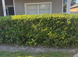 Bush Trimming by Ben Handy for Tiana G. in Orlando, FL