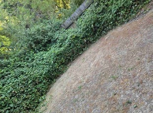 Bush Trimming by Juan Rodriguez for Leonie B. in Sacramento, CA