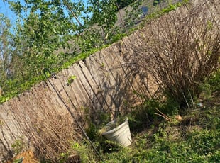 Bush Trimming by Paz Silva for La Toya P. in Houston, TX