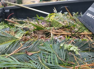 Bush Trimming by Joseph Meshell for Timothy B. in Spring, TX