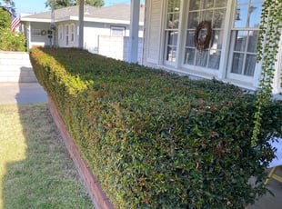 Bush Trimming by Fatima Sevillano for Breana W. in Riverside, CA