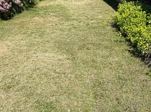 Tina d.'s Lawn Service service result