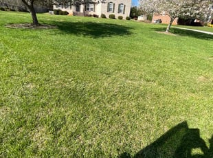 Angelica l.'s Lawn Maintenance service result