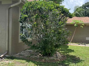 Bush Trimming by Cheryl Badger for Salvina D. in Tarpon Springs, FL