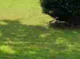 Leaf Removal by Willie Williams for douglas r. in Newport News, VA