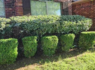 Bush Trimming by Ricardo Soto for Joshua W. in Cross Roads, TX