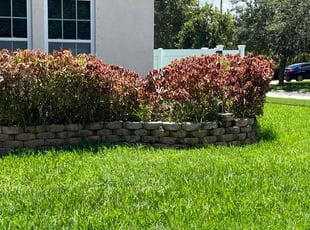 Bush Trimming by Johnny Torres for Fei M. in Gibsonton, FL