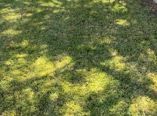 Catherine T.'s Lawn Service service result