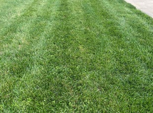 Josephine C.'s Lawn Maintenance service result