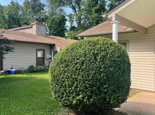 Bush Trimming by Bryan Oren for Cassaundra B. in Chesapeake, VA