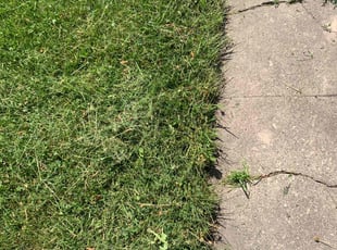 Andrew K.'s Lawn Mowing Service service result