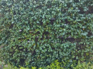 Bush Trimming by John Smith for Gabriel S. in Colorado Springs, CO