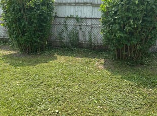 Bush Trimming by Shane Fellers for Nory D. in Westland, MI