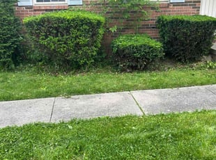 Bush Trimming by Dan Callaway for Vandie O. in Clinton Township, MI