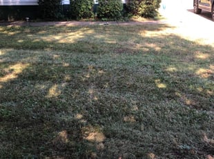 Bush Trimming by Noe Perez for Sam F. in Charlotte, NC