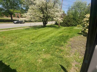 Anthony D.'s Grass Cutting service result